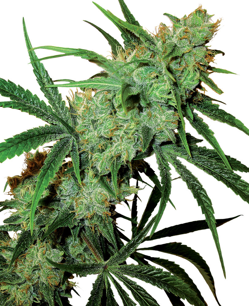 Fruity Juice Feminised Seeds