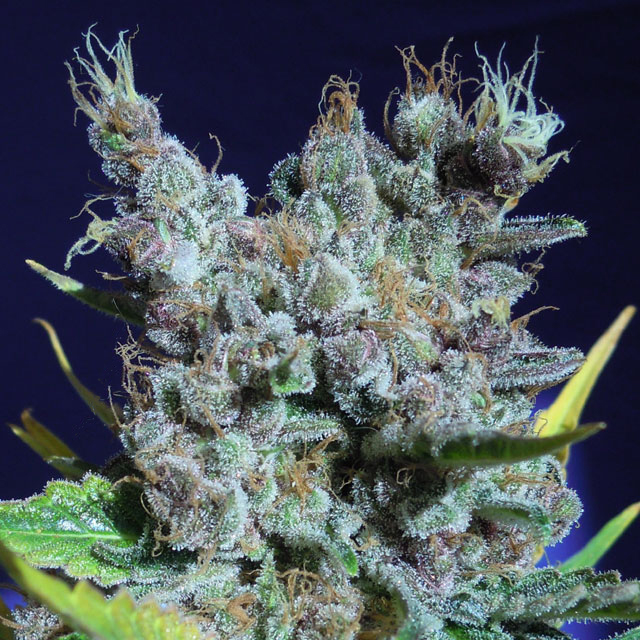 Runtz Gum Feminised Seeds