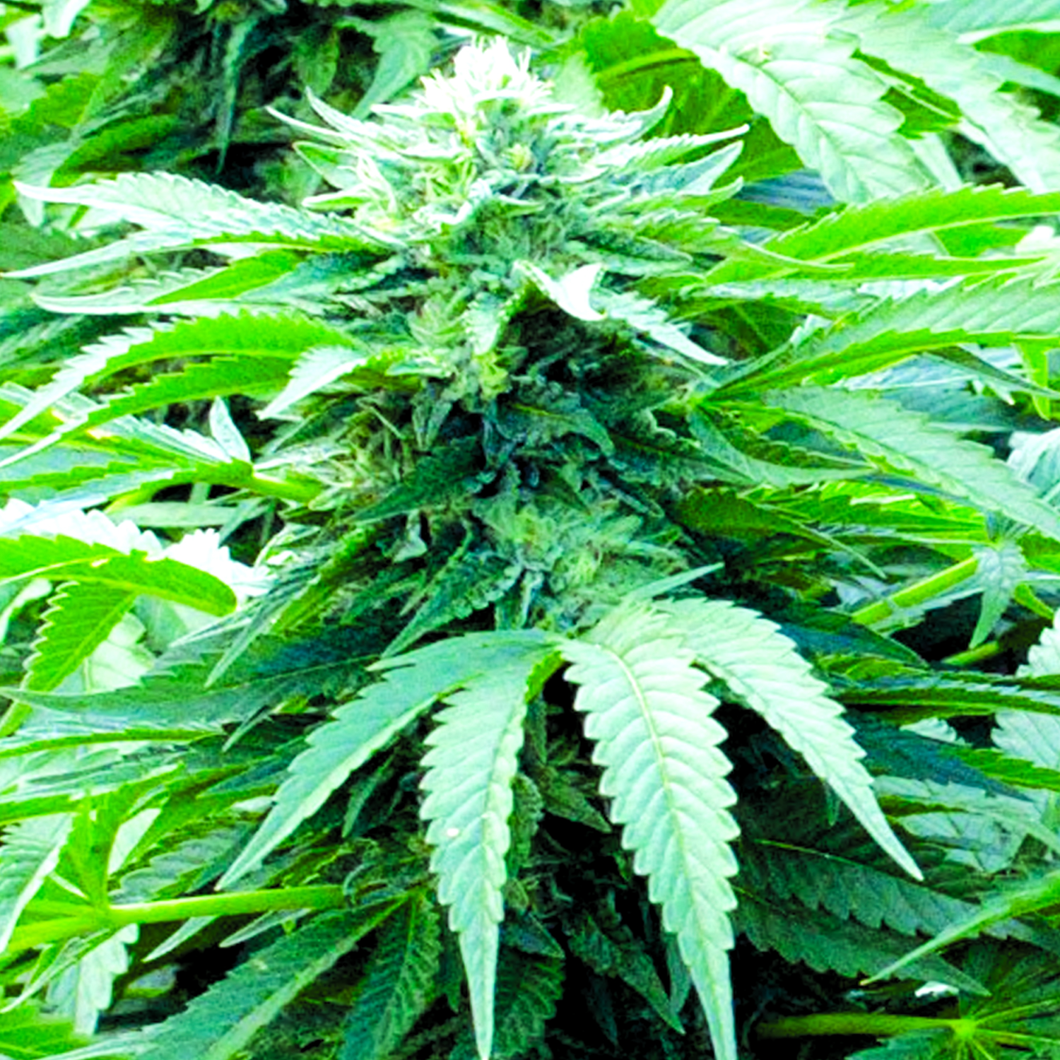 Trinity Kush Feminised Seeds