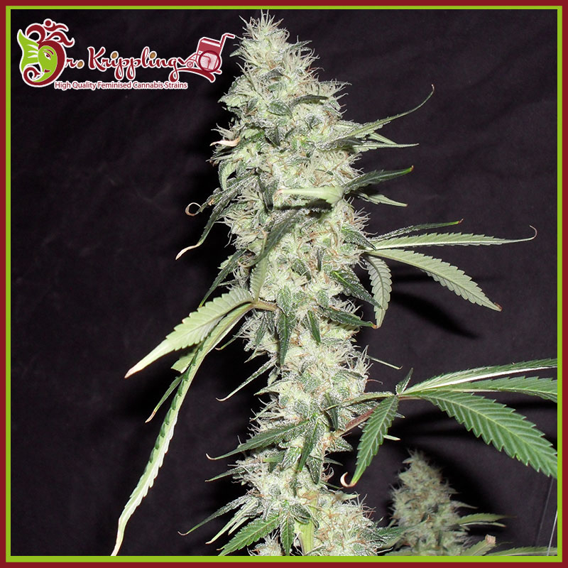 Sonic Bloom Auto Feminised Seeds