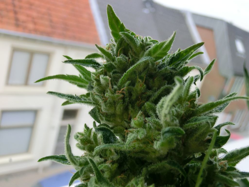 KC33 Feminised Seeds