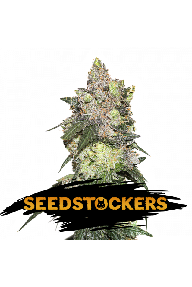 Girl Scout Cookies Feminised Seeds