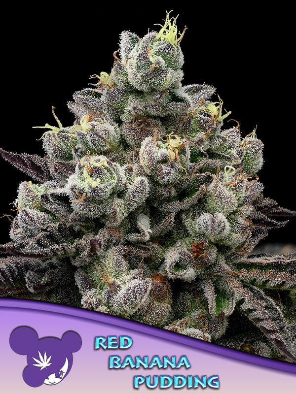 Red Banana Pudding Feminised Cannabis Seeds Anesia Seeds