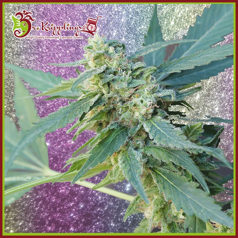 Mango Bubble Cloud Auto Feminised Seeds