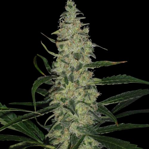 Super Skunk Feminised Seeds