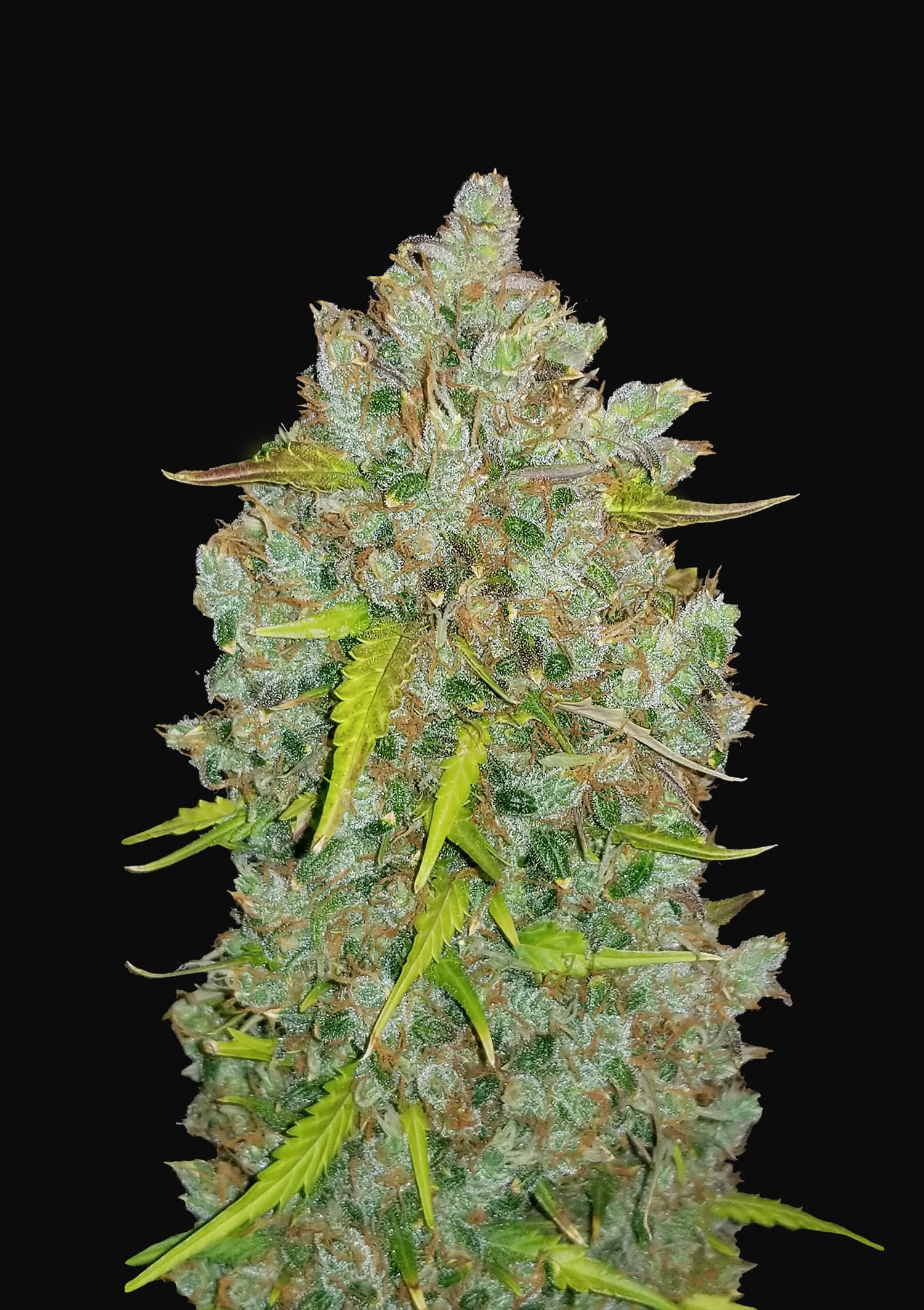 Auto Bubblegum Feminised Fast Buds Seeds