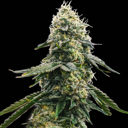 Zkittlez Feminised Seeds