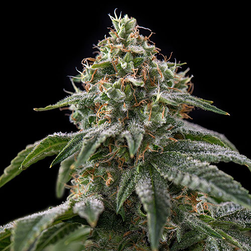Girl Scout Cookies Feminised Seeds