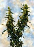 Western Winds Feminised Seeds