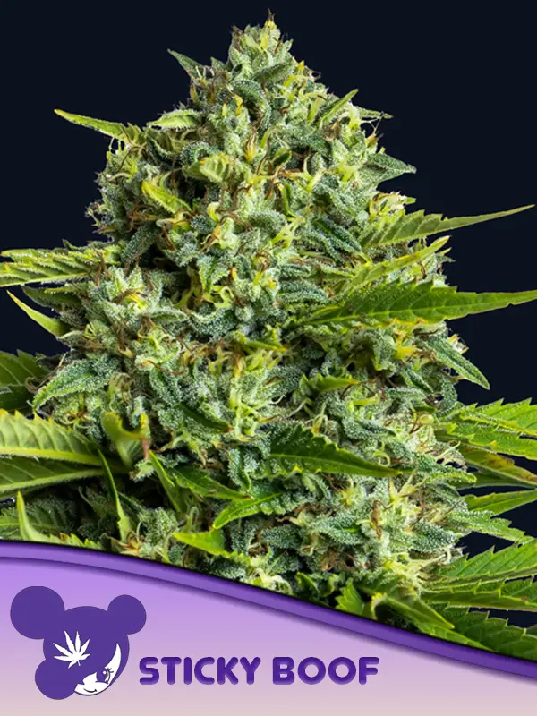 Sticky Boof Feminised Cannabis Seeds Anesia Seeds