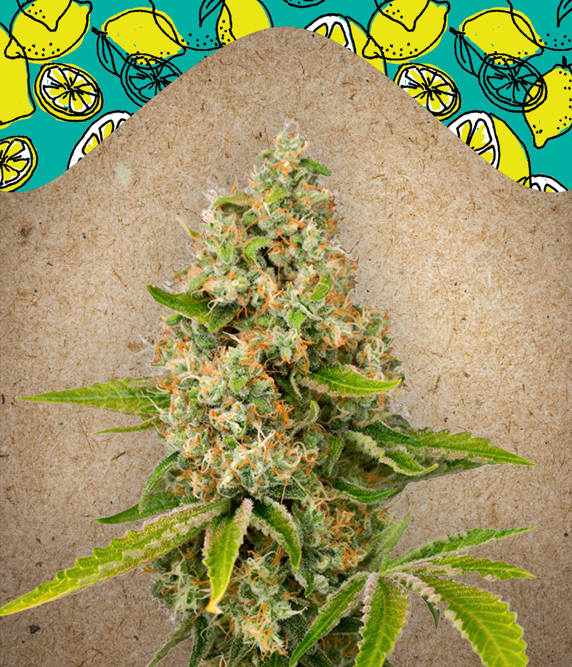 Lemon Kush Feminised Seeds
