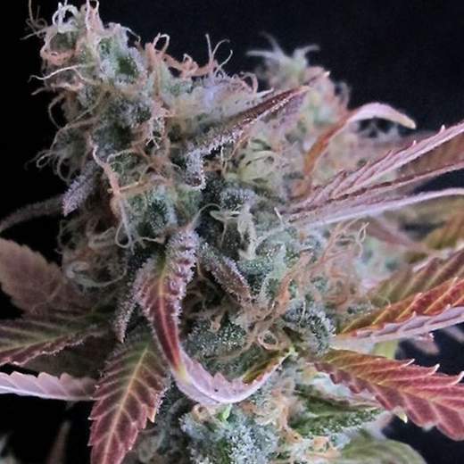 Raspberry Cough Auto Feminised Seeds