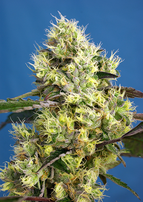 Sweet Gelato Auto Feminised Seeds