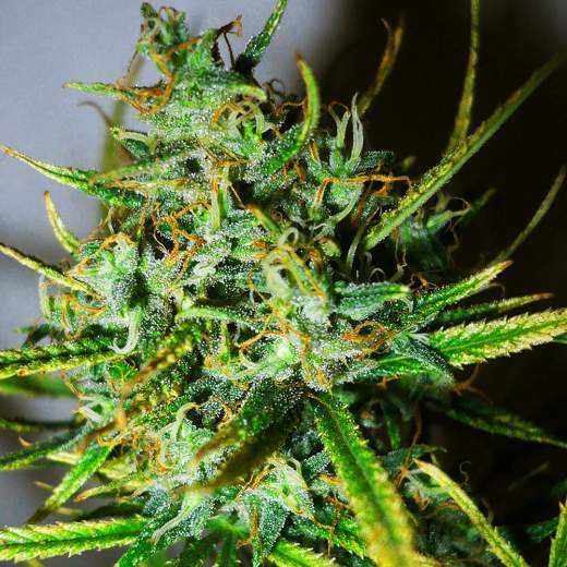 Top-44 Auto Feminised Seeds