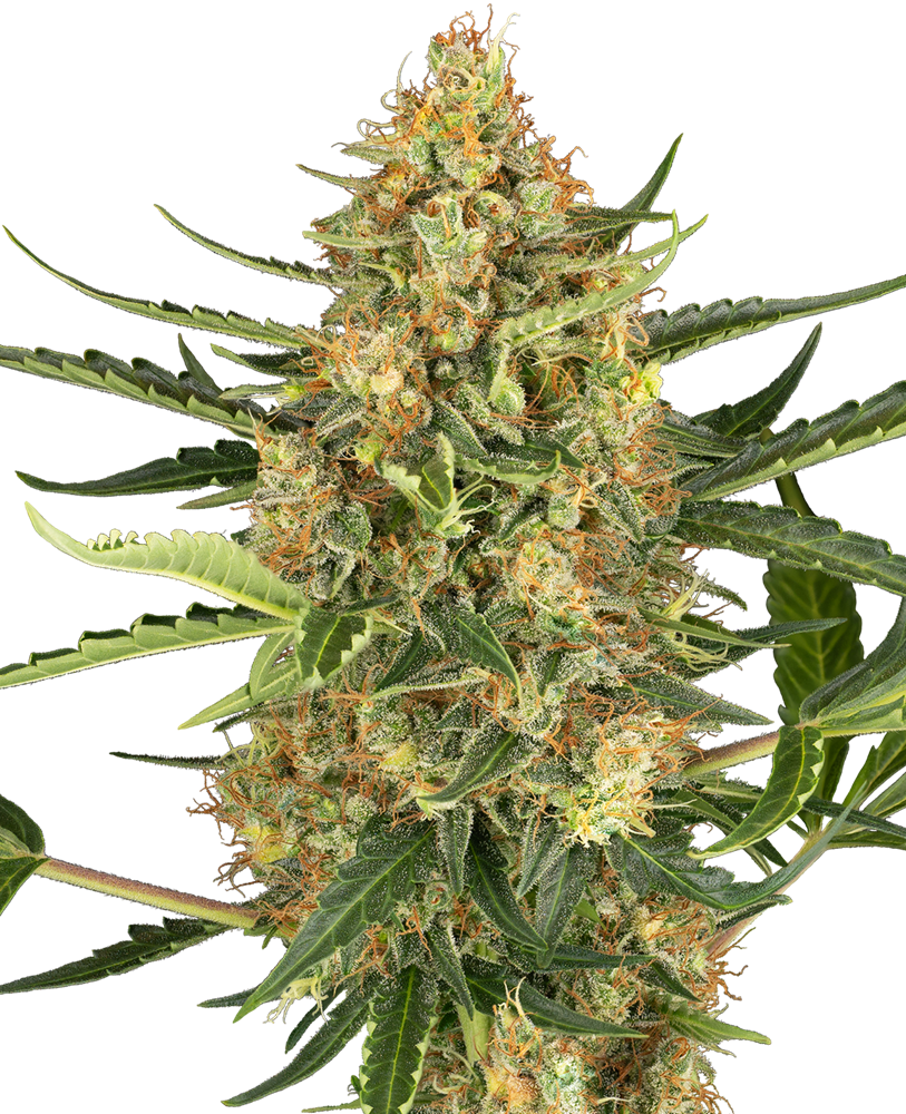 Blueberry Bubblegum Auto Feminised Seeds