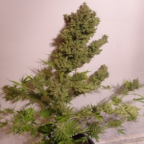 Auto Malawi x NL Feminised Cannabis Seeds Ace Seeds