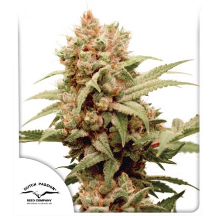 CBG Force Feminised Dutch Passion Seeds