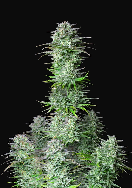 Kosher Cake Feminised Seeds