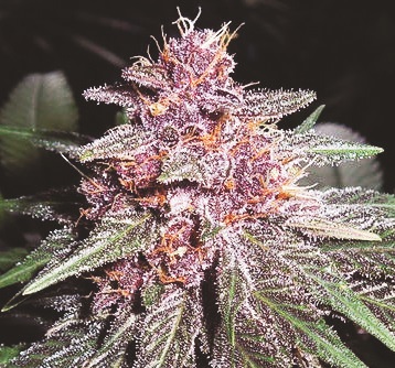 Violeta Feminised Cannabis Seeds Ace Seeds