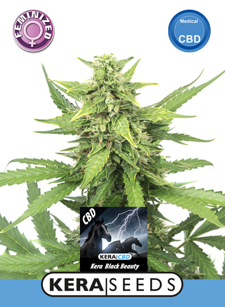 CBD Black Beauty Feminised Seeds