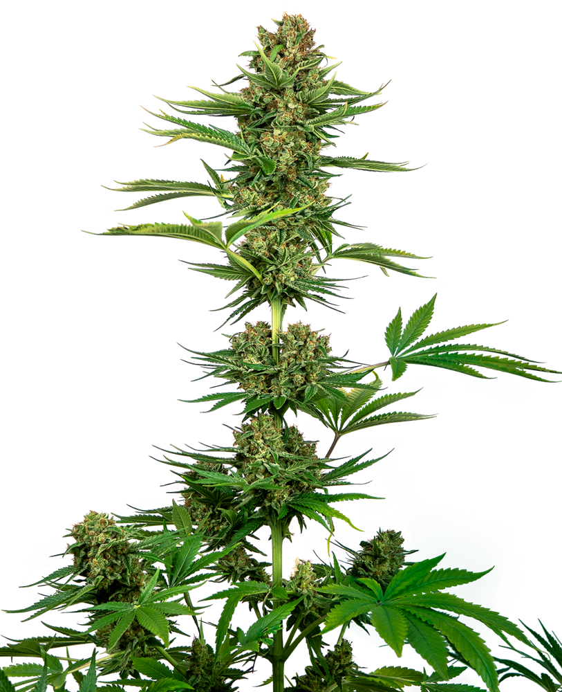 Satin Black Domina CBD 7 Feminised Seeds