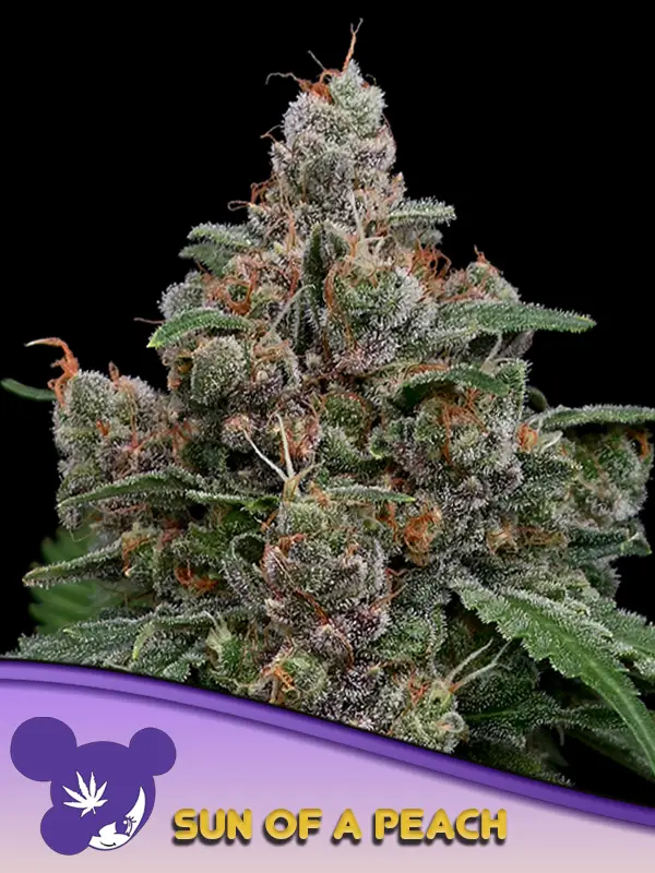 Sun Of A Peach Feminised Cannabis Seeds Anesia Seeds