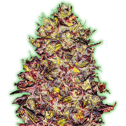 Monster Gelato Auto Feminised Seeds