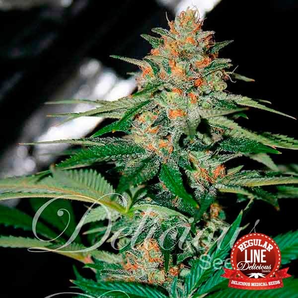 Delicious Candy1 Feminised Seeds