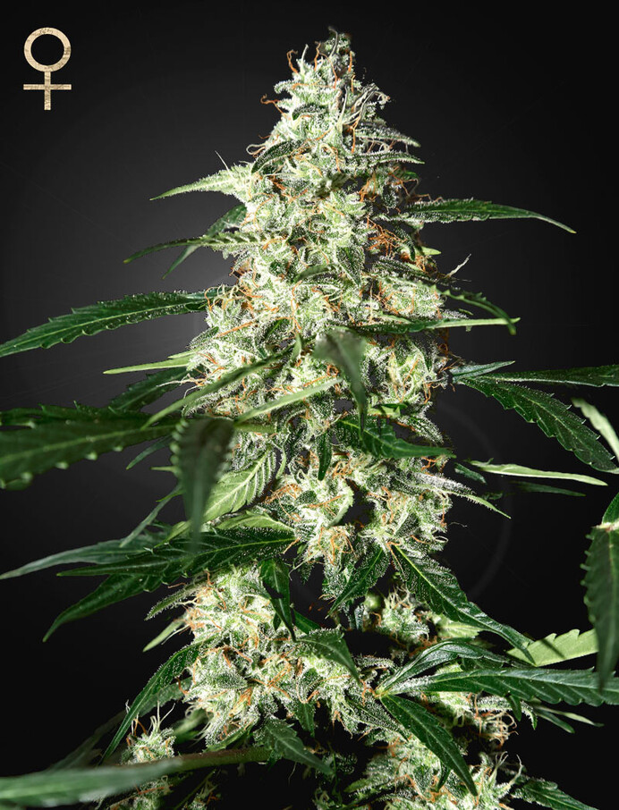 Skunk Auto Feminised Seeds