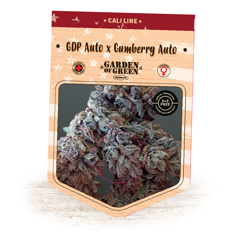 GDP Auto x Gumberry Auto Feminised Seeds