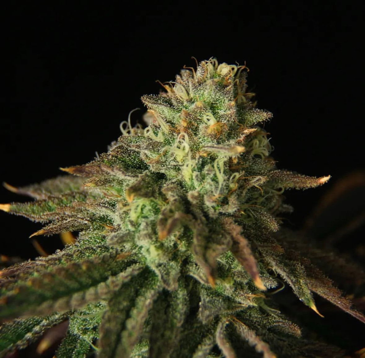 Buks Banner #11 Auto Feminised Propaganja Seeds