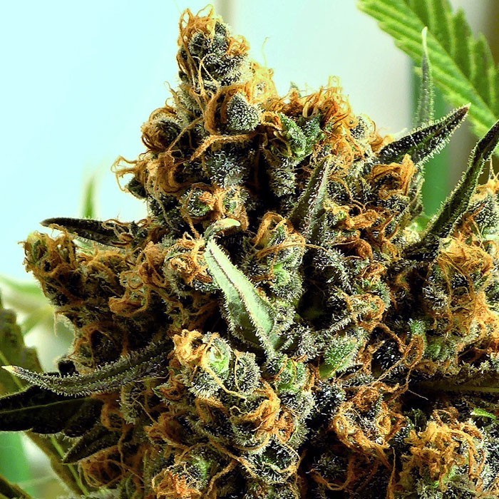 Criminal + Feminised Seeds