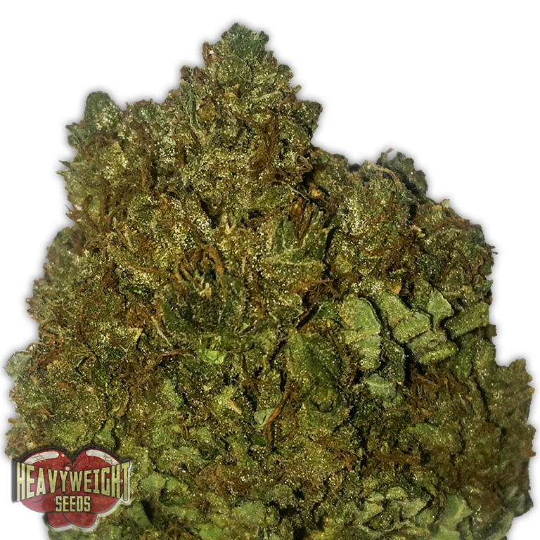 Money Bush Feminised Seeds