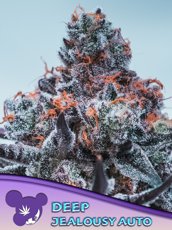 Deep Jealousy Auto Feminised Seeds