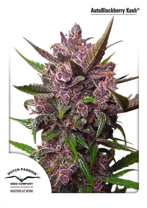 CBD Auto Blackberry Kush Feminised Dutch Passion Seeds