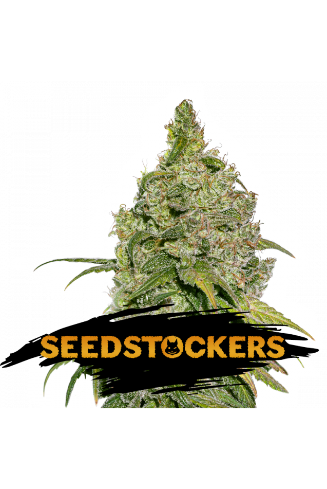 Do Si Dos Feminised Seeds