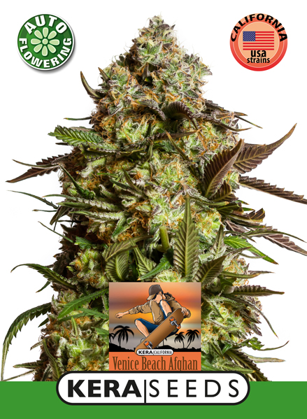 Venice Beach Afghan Auto Feminised Seeds
