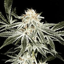 Solo Ryder Feminised Seeds