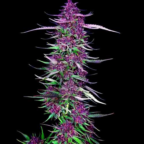 Purple Berry Kush Feminised Seeds