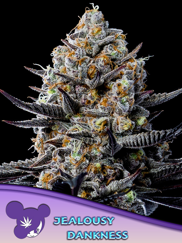 Jealousy Dankness Feminised Cannabis Seeds Anesia Seeds