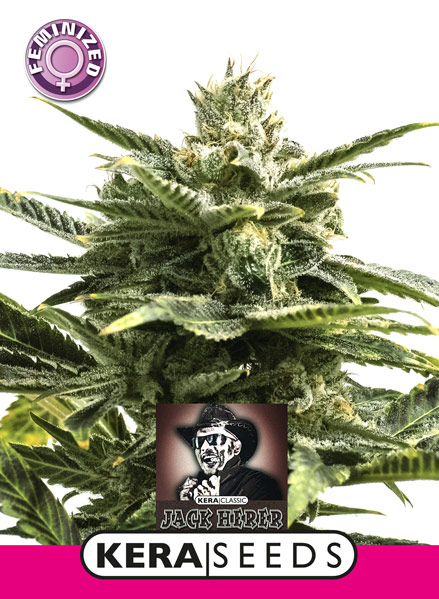Jack Herer Feminised Seeds