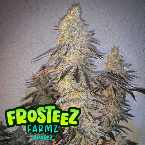 Smorez Feminised Seeds