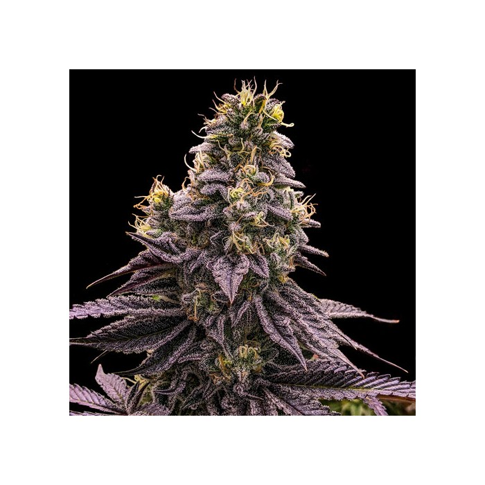 Zombie Bride Feminised Seeds