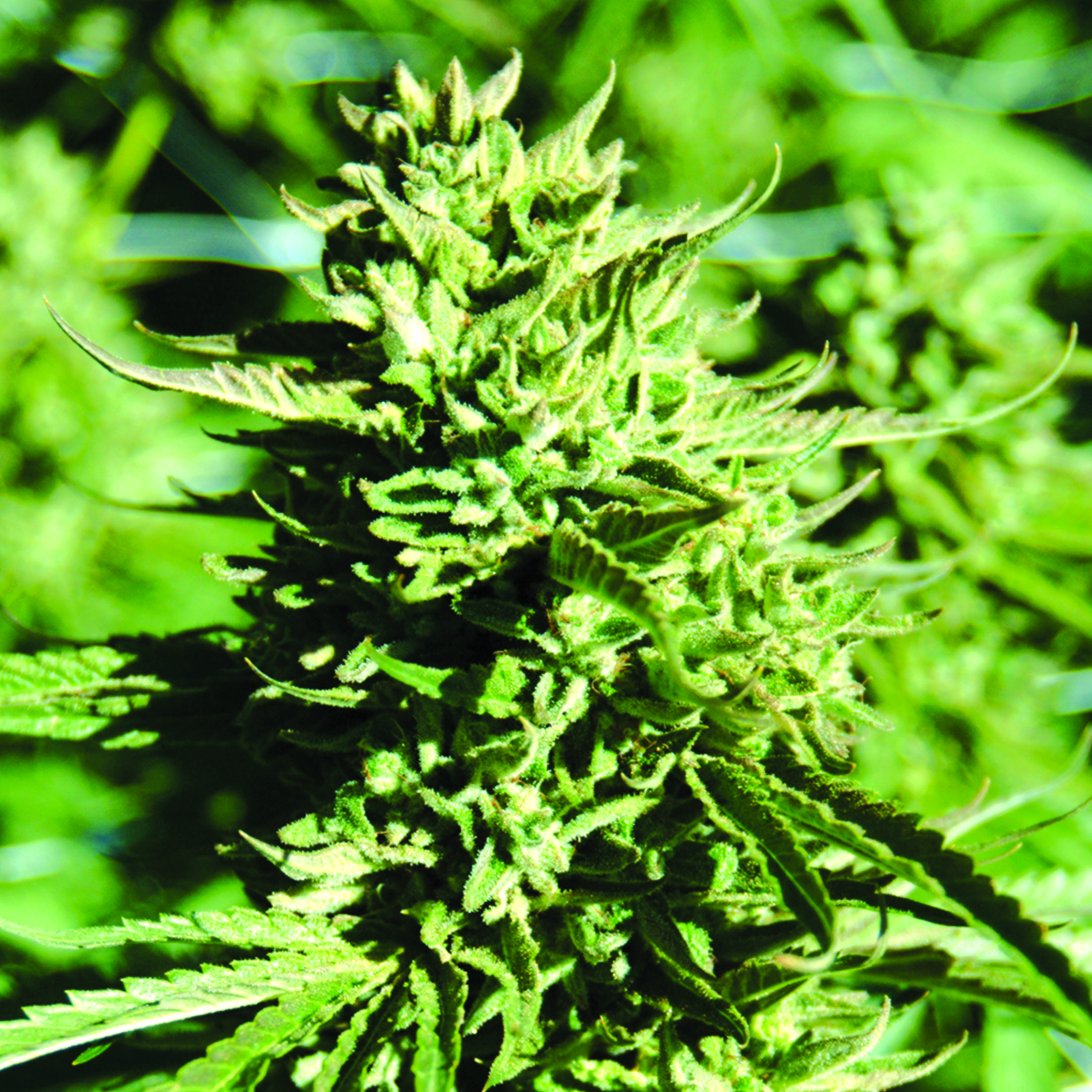 Lost Coast O.G. Feminised Seeds