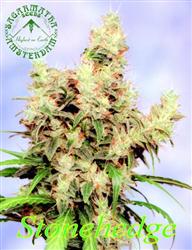 Stonehedge Feminised Seeds