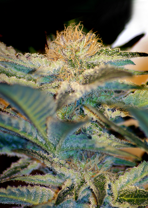 Moham Ram Feminised Seeds