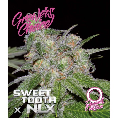Sweet Tooth x NLX Auto Feminised Seeds