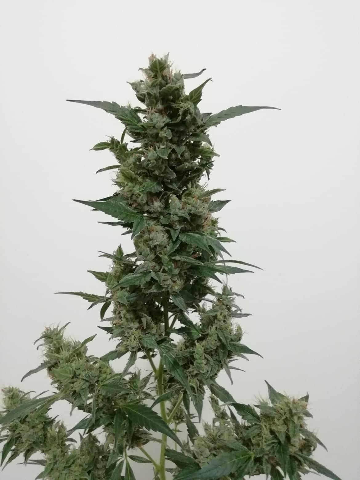 Violet's Wonder Auto Feminised Seeds