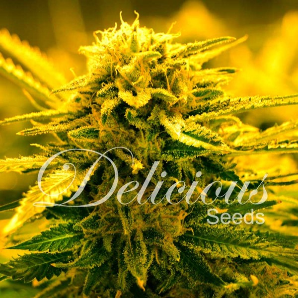 Sugar Black Rose Auto Feminised Seeds