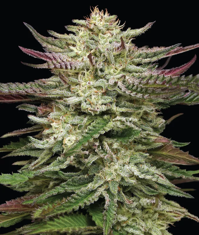 Humboldt Headband Auto Feminised Seeds